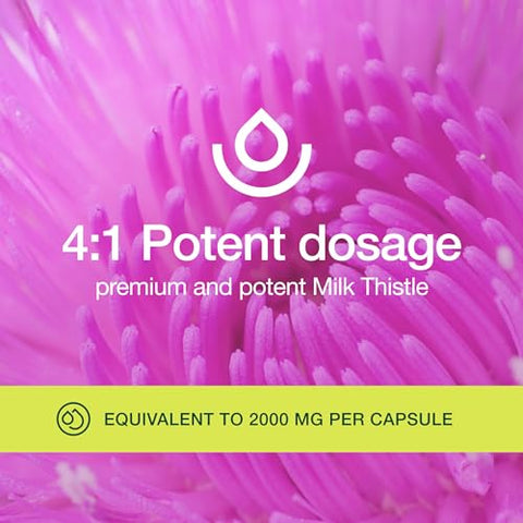 Suplemento de Cardo de Leite Orgânico Fresh Nutrition – 2000mg de Potência Poderosa – Fornecimento de 4 Meses – Extrato Padronizado de Semente de Cardo de Leite 4:1 – Fabricado nos EUA – 120 Cápsulas