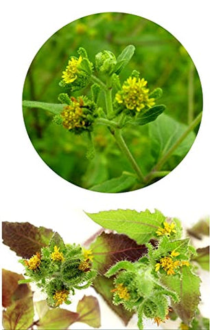 PALPLUS - Extrato em Pó de St. Paul’s Wort (Sigesbeckia glabrescens) Orgânico Natural Puro da Coreia – 200g