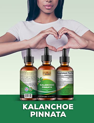 Ozengluz - Kalanchoe Pinnata-Siempreviva: Extrato Líquido de Folha e Caule Secos, Glicerina. Antioxidantes Naturais. 1 Frasco