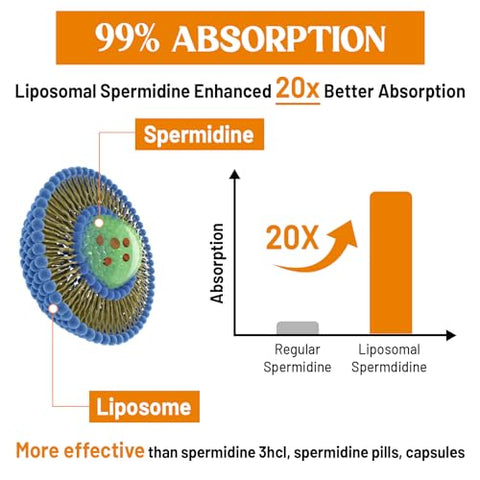 CORPORALIGHT - Suplemento de Spermidina Lipossomal 30mg, Alta Absorção, Mais Potente que Spermidina 3HCL, Extrato de Germen de Trigo Fermentado, Spermidina para Mulheres