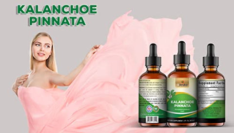 Ozengluz - Kalanchoe Pinnata-Siempreviva: Extrato Líquido de Folha e Caule Secos, Glicerina. Antioxidantes Naturais. 1 Frasco