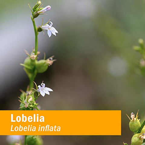 Extrato Líquido de Lobelia Orgânica Certificada para Suporte ao Sistema Musculoesquelético – 120 ml - Herb Pharm