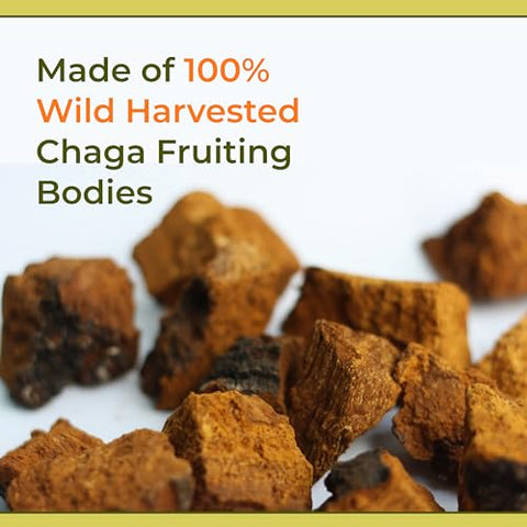 Tintura de Cogumelo Chaga – Livre de Preenchedores – Orgânico – 100% Corpos Frutíferos, 100 ml - Naturealm