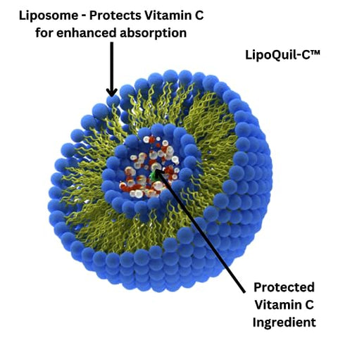 Research Labs - Pesquisa Labs Liposomal Vitamina C Suplemento c/ Absorção Aprimorada LipoQuil-C™ | 2 por 1 ad 240 Cápsulas Total Suporte Imunológico Colágeno Booster | Alta Dose Fat Soluble Vita C