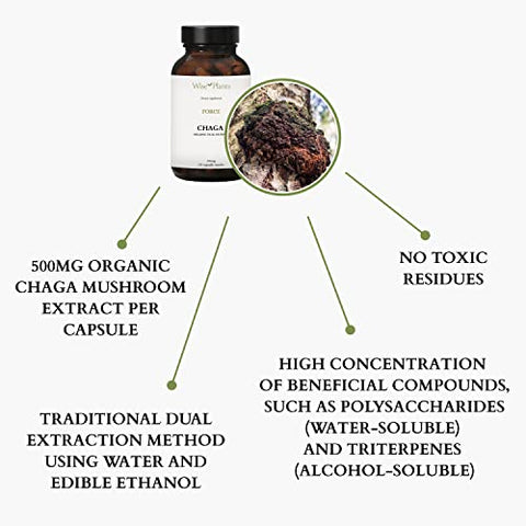 Wise Plants - Suplemento de Cogumelo Chaga. Extrato Duplo, Corpo Frutífero Puro, 30% Polissacarídeos, 500 mg, 120 cápsulas vegetais (Fornecimento de 120 dias). Suporte para digestão saudável, função imunológica e