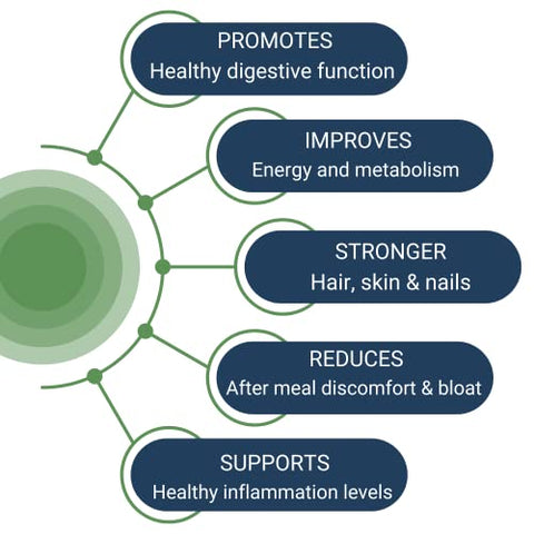 Healthy Gut,LLC - HCL Guard para um Intestino Saudável | Promove a Função Digestiva Saudável | Betaina Hidroclorídrica, Raiz de Gengibre Orgânico e DGL