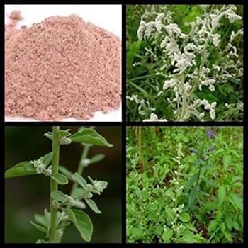 Yamkay - Aerva Lanata em Pó, Erva-de-nó-de-montanha, Ciru Pulai, Pó de Cherula, Suplemento Herbal, Detox Natural, Medicina Ayurvédica, Puro e Orgânico (300 g, Pó de Erva-de-nó-de-montanha)