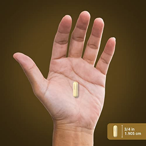 Cápsulas de Coriolus Versicolor 1200mg | 200 Comprimidos | Extrato Herbal | Livre de GMO e Glúten - Piping Rock