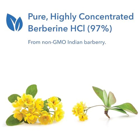 Berberine 500mg – Suporte Metabólico Multifacetado, Colesterol Saudável, Raiz de Barberry Indiana, Cápsulas Vegetarianas – 90 cápsulas - Allergy Research Group