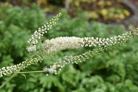 PURE ORIGINAL INGREDIENTS - Ingredientes Puros Originais Black Cohosh (730 Cápsulas) Sem Enchimentos de Magnésio ou Arroz, Sempre Puro, Verificado em Laboratório – Compre Agora!