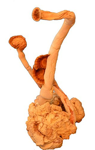 TIGERMM - Tiger Milk Mushroom (Lignosus rhino.) – Suporte Imunológico Respiratório Pulmonar 450mg Cápsula USA