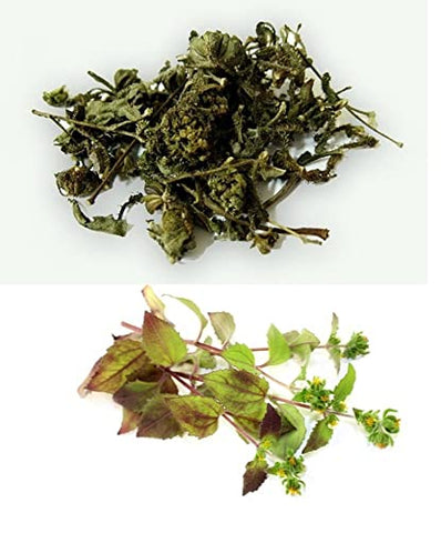 PALPLUS - Extrato em Pó de St. Paul’s Wort (Sigesbeckia glabrescens) Orgânico Natural Puro da Coreia – 200g