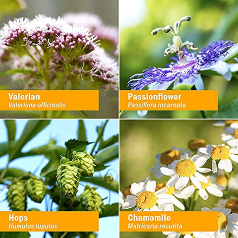 Fórmula Herbal Relaxante para um Sono Repousante com Extrato de Valeriana – 30ml - Herb Pharm