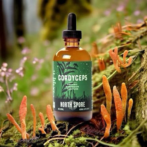 North Spore - Extrato de Cordyceps em Tintura Líquida | Gotas Diárias para Energia, Resistência, Desempenho | Cordyceps Militaris Orgânico, 100% Corpos Frutíferos | Não-OGM, Vegano – 60ml