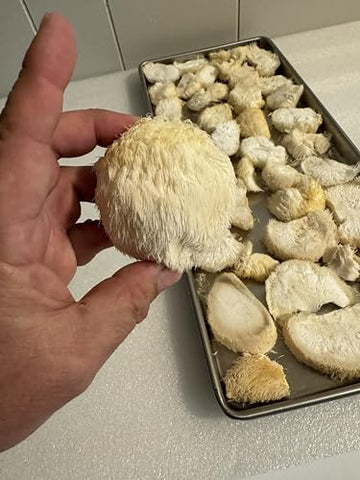Baja North Mercantile - Cogumelos Lion’s Mane em fatias desidratadas por congelamento. Pote grande de 25g. Ótimo para chá ou pó. Pode ser reidratado e cozido ou usado como suplemento herbal. USDA
