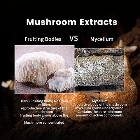 WL Herbal Treasure - Pó de Cogumelo do Leão Orgânico, Sem Transgênicos e Sem Glúten, Suporte à Memória, Concentração, Clareza, Criatividade e Humor – 50g