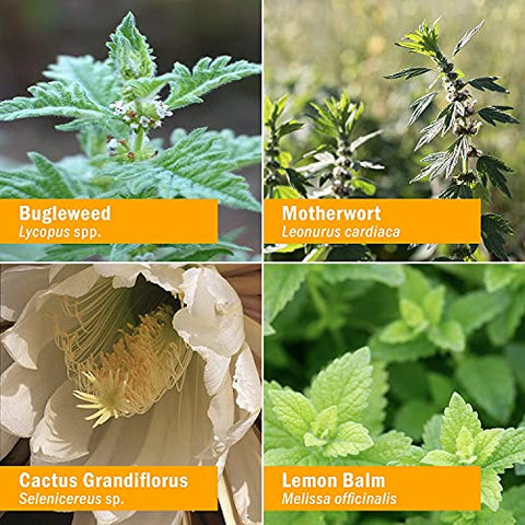 Fórmula Herbal Calmante da Tireoide para Suporte do Sistema Endócrino, 120 ml – 4 Oz - Herb Pharm