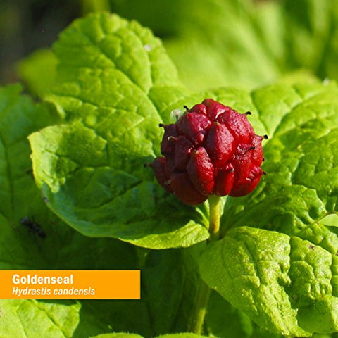Extrato Líquido de Goldenseal Orgânico Certificado para Suporte ao Sistema Respiratório, Álcool de Cana Orgânico, 30ml - Herb Pharm