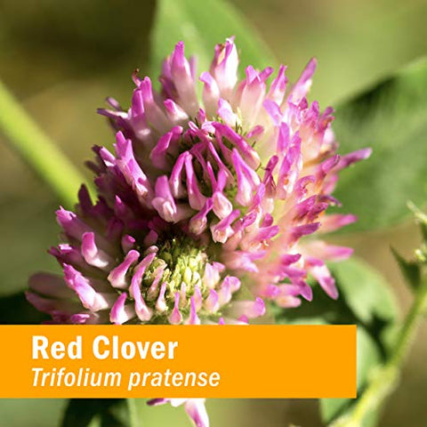 Extrato Líquido de Trevo Vermelho Orgânico Certificado – 120 ml - Herb Pharm