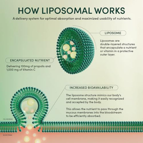 Beekeeper's Naturals - Propolis Liposomal Vitamina C Beekeeper’s Naturals, 1000mg Vitamina C, Propolis – 60ml