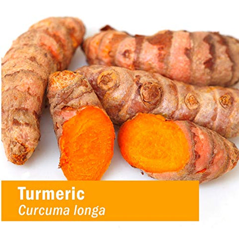 Extrato Líquido de Raiz de Cúrcuma Orgânica Certificada para Suporte ao Sistema Musculoesquelético – 120 ml - Herb Pharm