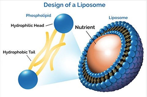 Nutrient Tree - Liposomal Curcumin e Resveratrol: Antioxidantes Poderosos, Livre de Álcool, Sem Soja ou Glúten, Óleo de Girassol Não-OGM