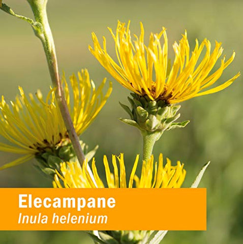 Extrato Líquido de Elecampane Orgânico Certificado para Suporte ao Sistema Respiratório – 120 ml - Herb Pharm