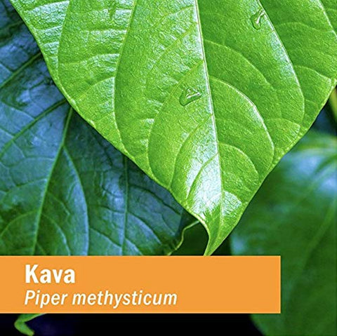 Extrato Líquido de Raiz de Kava para Reduzir o Estresse e Promover Relaxamento – 120 ml - Herb Pharm