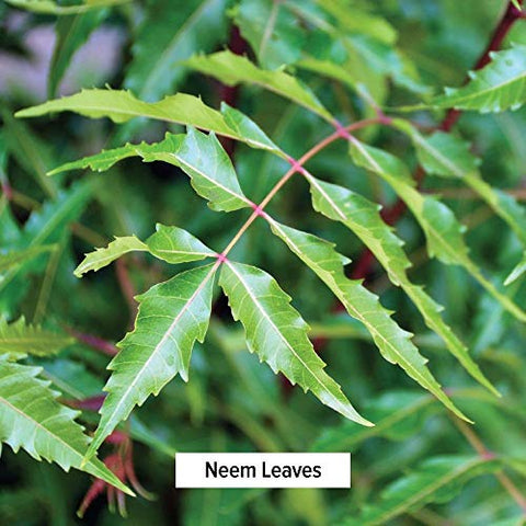 Neem Powder – Azadirachta Indica Orgânico – Erva Ayurvédica Purificadora para uma Pele Saudável - Banyan Botanicals