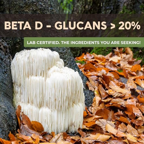 Pó de Cogumelo do Leão Orgânico – Concentrado Ultra de Cogumelo do Leão – Promove Clareza Mental, Foco e Memória – 100% Corpo Frutífero – 60g - Longevity Botanicals