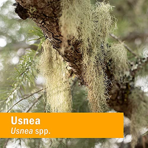 Extrato Líquido de Usnea para Limpeza e Desintoxicação – 120 ml - Herb Pharm