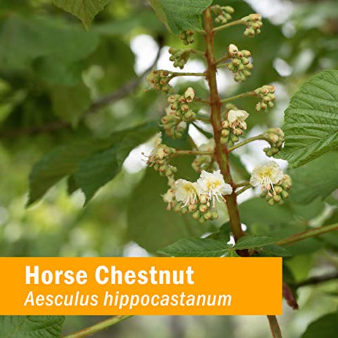 Fórmula Herbal Líquida para Saúde das Veias – Suporte ao Sistema Cardiovascular e Circulatório – 120 ml - Herb Pharm