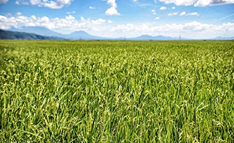 NutraCea� for ITV - Rice n Shine – Substituto de Refeição – 30 Dias – Baunilha – 900g