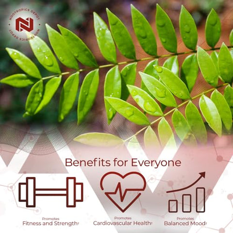 Cápsulas de Extrato de Tongkat Ali | 200mg | 60 Unidades | 2%% Eurycomanone por HPTLC | Extrato de Raiz de Eurycoma longifolia - Nootropics Depot