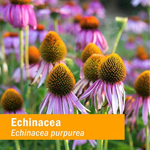 Extrato Líquido de Echinacea Super Certificado Orgânico para Suporte Ativo ao Sistema Imunológico – 120 ml - Herb Pharm