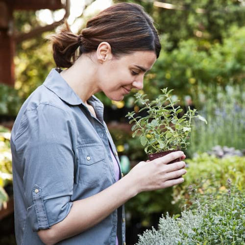 Saffron: Suplemento de Açafrão em Cápsulas – Marca Líder em Saúde e Bem-Estar - Youtheory