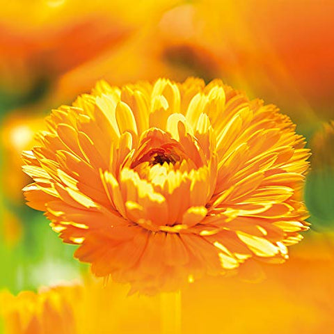 Óleo para Barriguinha do Bebê (50ml) – Cuidado Natural para o seu Bebê - Weleda