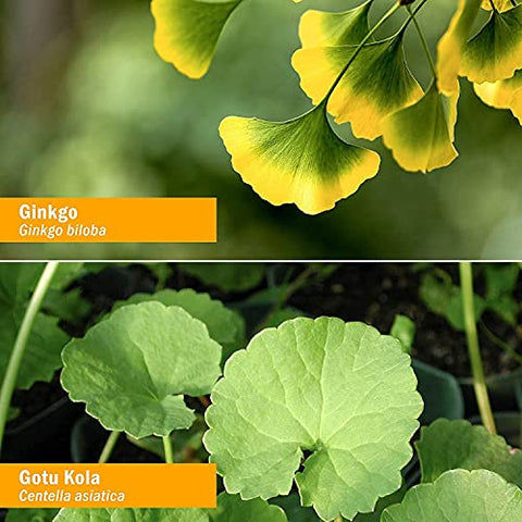 Fórmula Herbal Líquida para Memória e Concentração com Ginkgo, 118 ml, 4 fl oz - Herb Pharm