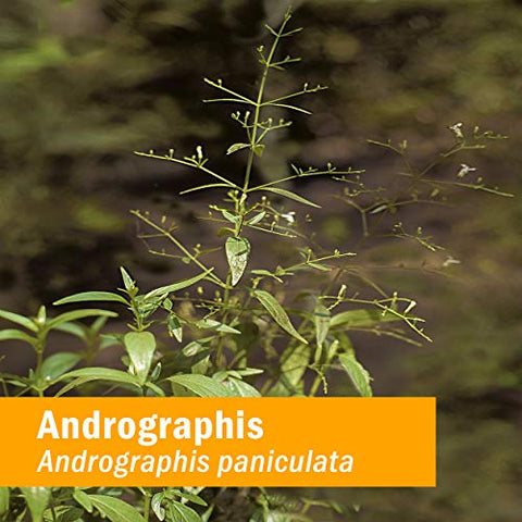 Extrato Líquido de Andrographis para Suporte ao Sistema Imunológico – 120 ml - Herb Pharm