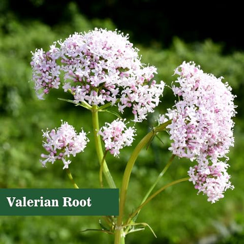 MuuKoo - Valeriana officinalis – Extrato Líquido de Raiz de Valeriana, Suplemento Herbal, 30ml