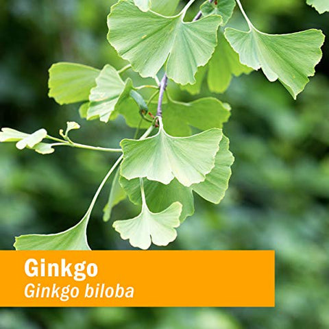 Extrato Líquido de Ginkgo Orgânico Certificado para Memória e Concentração – 120 ml - Herb Pharm