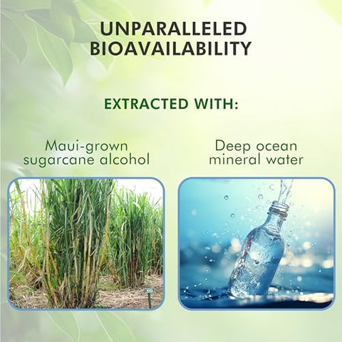 Intelligent Remedies - Suplemento de Telômeros – Extratos Herbais da Raiz de Astragalus