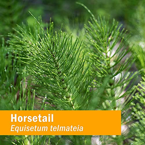 Extrato Líquido de Cavalinha para Suporte ao Sistema Urinário – 120 ml - Herb Pharm
