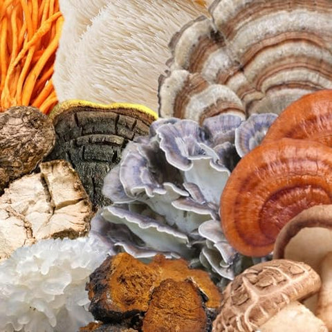 Organic Spectrum 10 – Cápsulas de Cogumelos de Alta Potência | Suplemento Cognitivo | Lion’s Mane, Chaga, Cordyceps, Reishi, Turkey Tail | 10 Cogumelos Medicinais | Energia, Saúde e Bem-Estar - North Spore