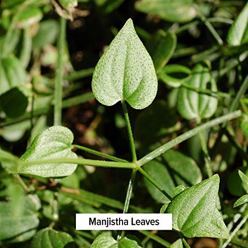 Manjistha em Pó, 1/2 Libra – Orgânico USDA – Rubia cordifolia – Limpa o Sangue - Banyan Botanicals