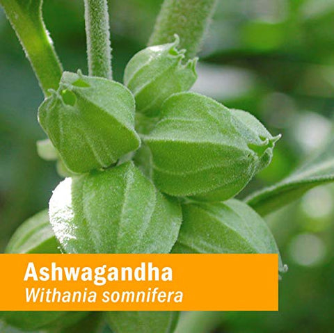 Extrato de Ashwagandha Orgânico Certificado em Gotas para Suporte Tradicional de Energia e Vitalidade, Glicerina Livre de Álcool, 120 ml - Herb Pharm