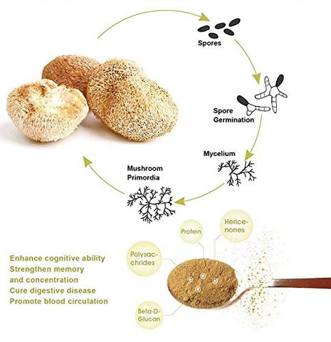 WonderLand Herbs - Extrato em Pó de Cogumelo Hericium erinaceus/Cabeça de Macaco [Mane de Leão] 100 g, ≥50% N-glicanos