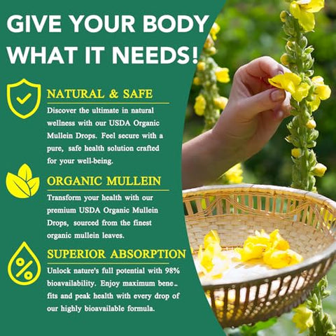 QJCWXIAOX - Gotas de Mullein para os Pulmões – Extrato de Folha de Mullein com Clorofila, Limpeza Pulmonar e Suporte Respiratório – 2 Frascos