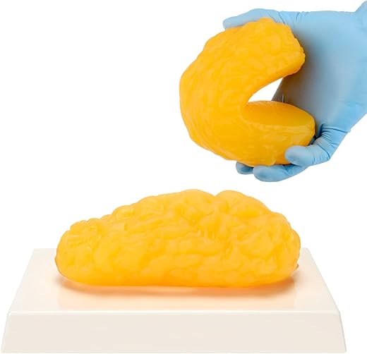 LYOU - Réplica de Gordura Corporal Humana, Modelo Anatômico de 454g para Exibição em Aulas de Anatomia, Mantenha-se Saudável, Motivação para Perda de Peso