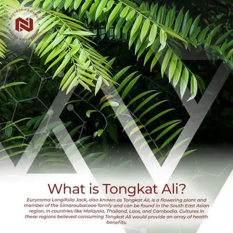 Cápsulas de Extrato de Tongkat Ali | 200mg | 60 Unidades | 2%% Eurycomanone por HPTLC | Extrato de Raiz de Eurycoma longifolia - Nootropics Depot